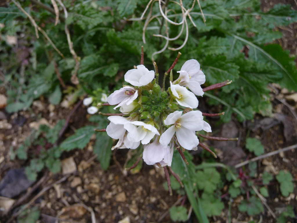 Diplotaxis erucoides